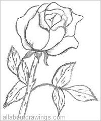 200x239 Beautiful Rose Pencil Drawings - Flowers Drawing Pictures Pencil