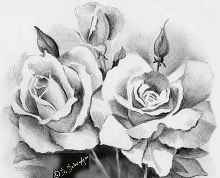 736x596 Beautiful Sketches Of Flowers Beautiful Rose Flower Bouquet - Flowers Drawing Pictures Pencil