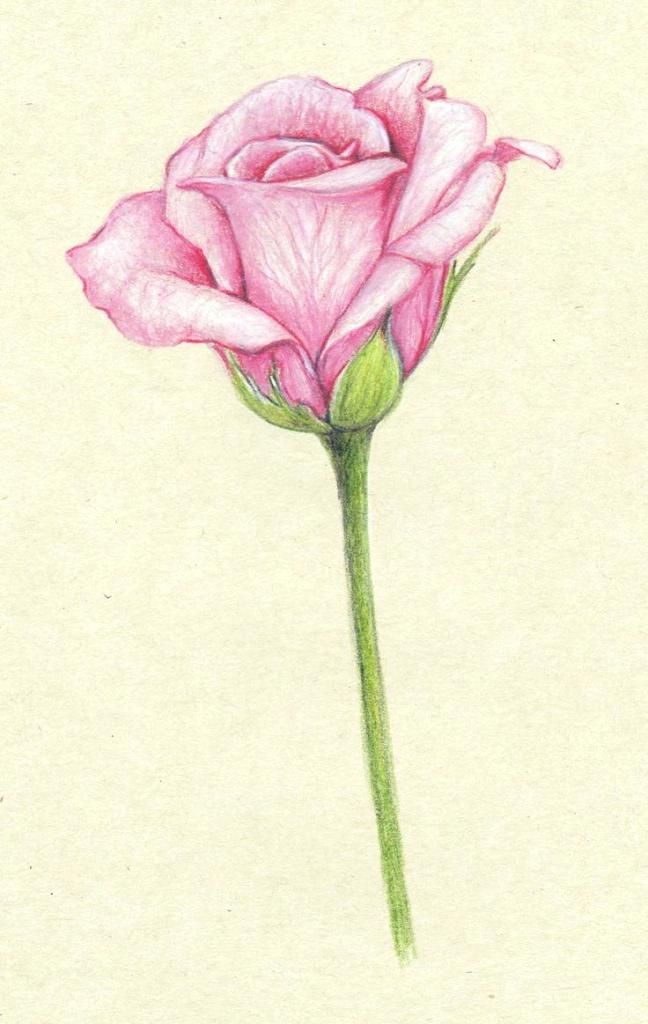 648x1024 Drawn Flower Tumblr Easy Flower Drawing Ideas About Flower - Flowers Tumblr Drawing
