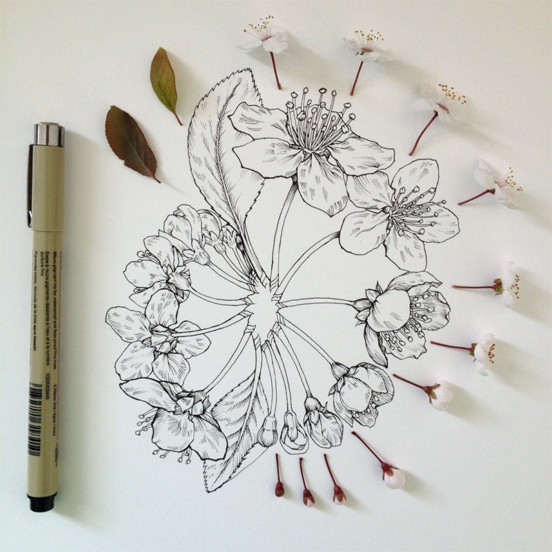 800x800 Flowers In Progress Scientific Illustrator Taunts Us With Spring - Flowers Tumblr Drawing