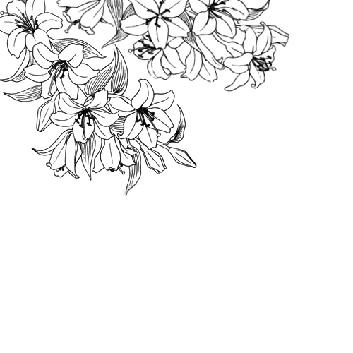 500x500 tumbler drawing flower transparent png clipart free download - Flowers Tumblr Drawing