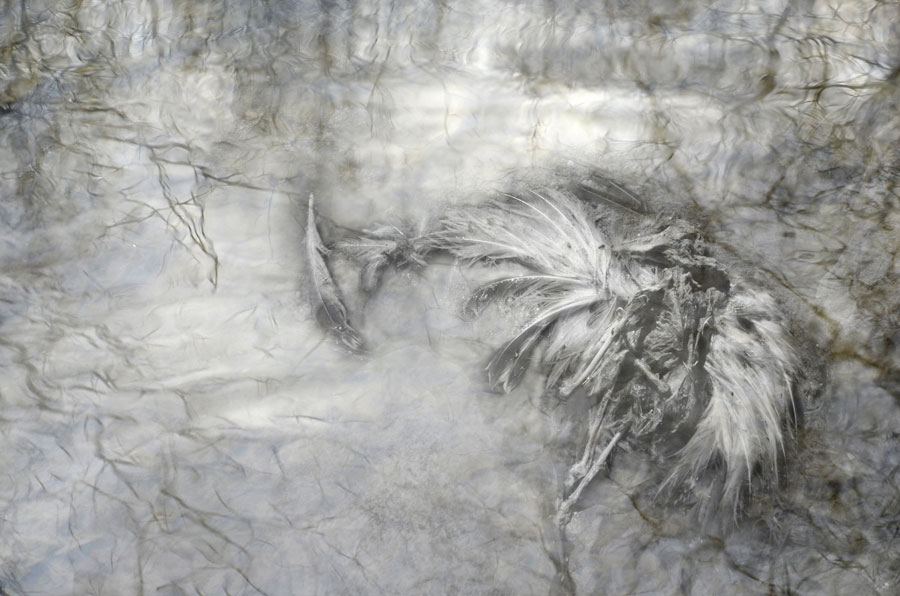 900x596 the water phoenix draw and shoot - Flowing Water Drawing