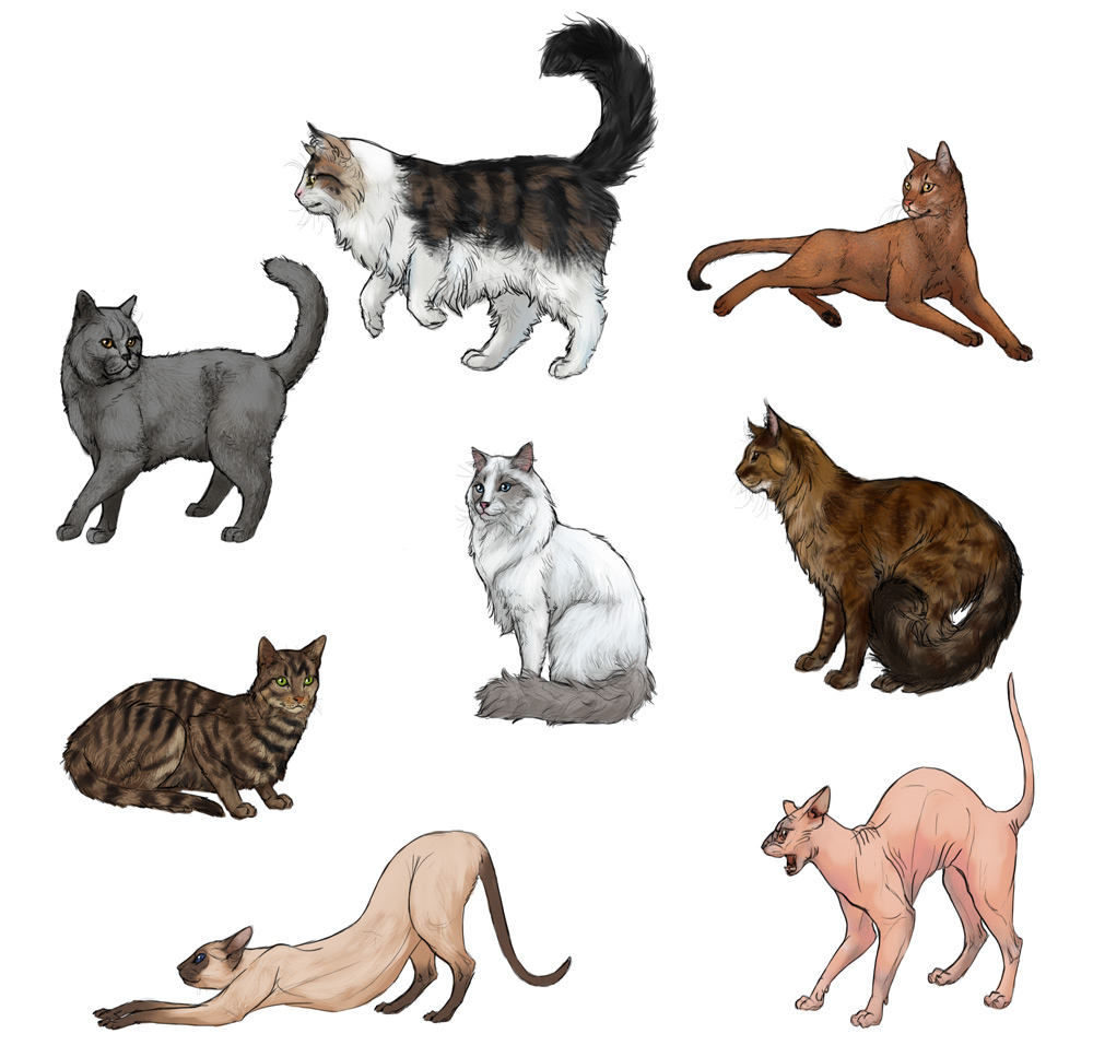 1000x967 How To Draw Cats Step - Fluffy Cat Drawing