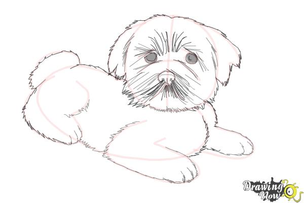 600x400 How To Draw A Furry Dog - Fluffy Dog Drawing