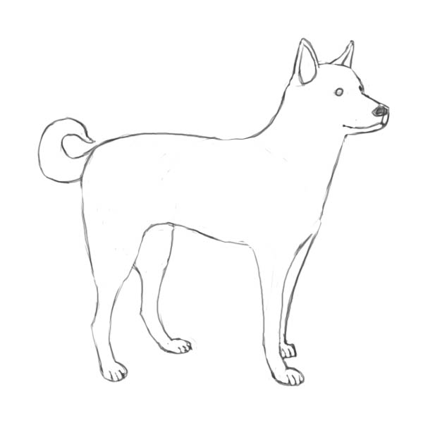 600x600 How To Draw Dog - Fluffy Dog Drawing