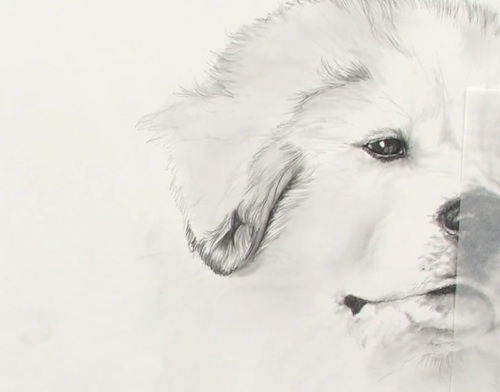 500x392 Pet Portrait Drawing Techniques How To Draw Dogs - Fluffy Dog Drawing
