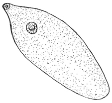 225x207 Pictures Of Liver Fluke Drawing - Fluke Drawing