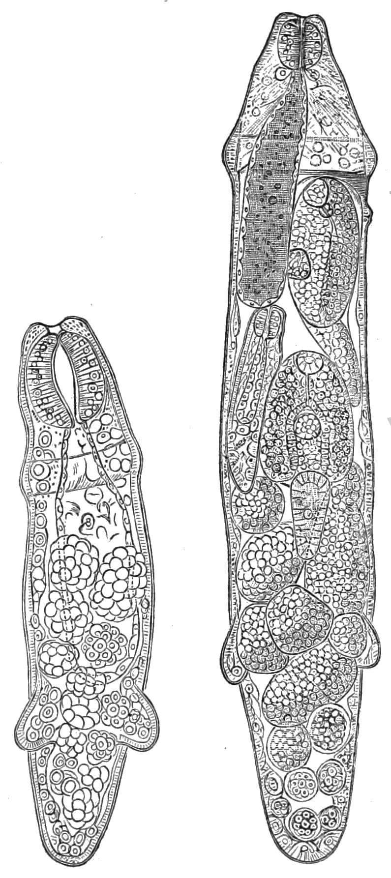 795x1786 Popular Science Monthlyvolume Liver Fluke - Fluke Drawing