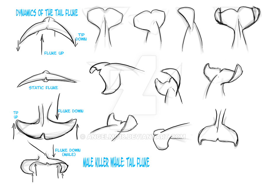 900x628 Study Orca Male's Tail Fluke - Fluke Drawing