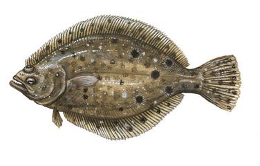 376x240 summer flounder - Fluke Drawing