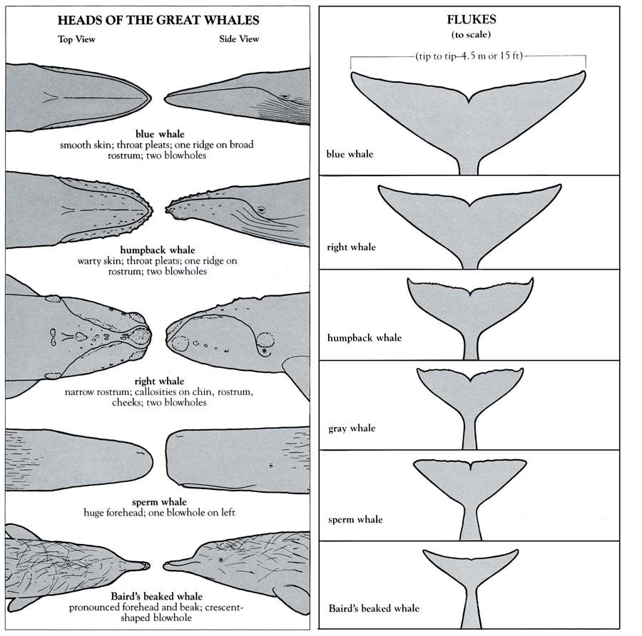 900x892 Grey Whale Drawing In Proportion - Fluke Drawing