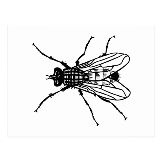 540x540 fly drawing - Fly Drawing