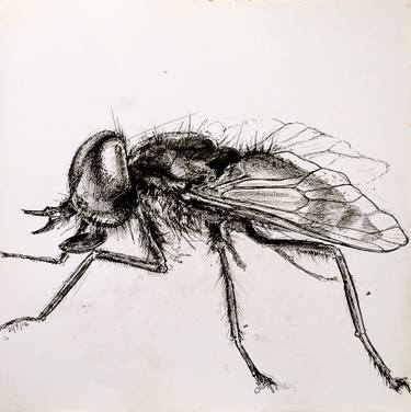 375x376 horse fly drawing - Fly Drawing