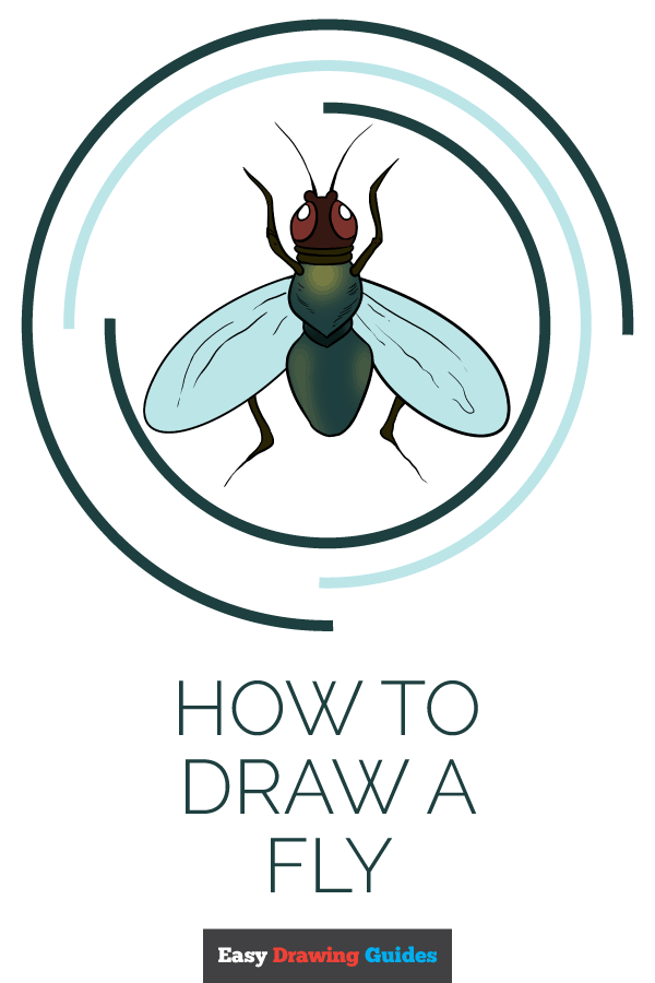 600x900 how to draw a fly - Fly Drawing