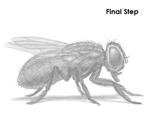 500x386 how to draw a fly - Fly Drawing