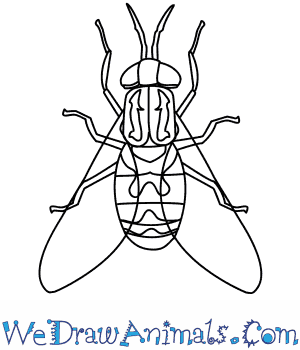 300x350 how to draw a horse fly - Fly Drawing