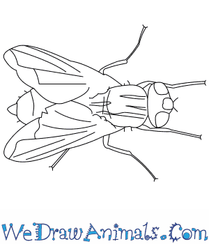 300x350 how to draw a house fly - Fly Drawing