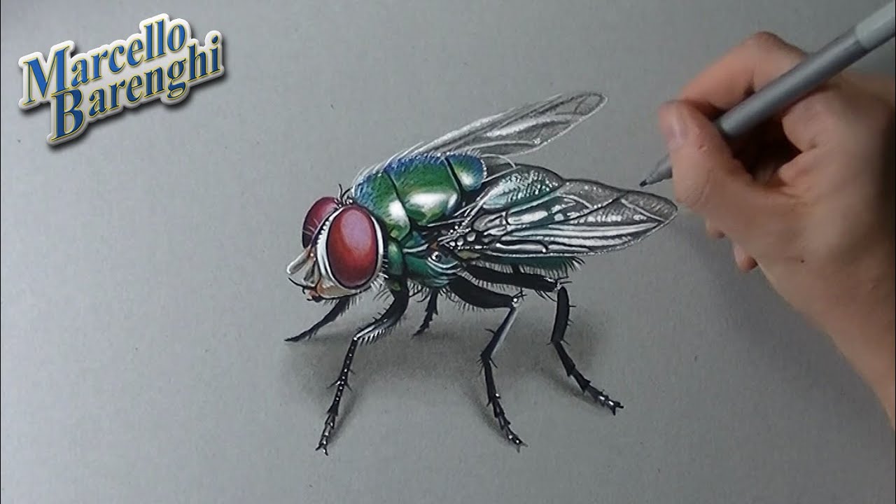1280x720 how to draw a fly - Fly Drawing