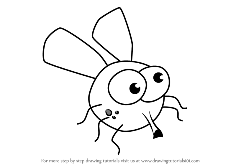 800x567 learn how to draw house fly for kids - Fly Drawing