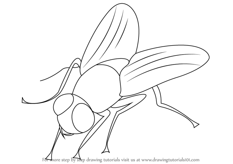 800x566 learn how to draw a fly - Fly Drawing