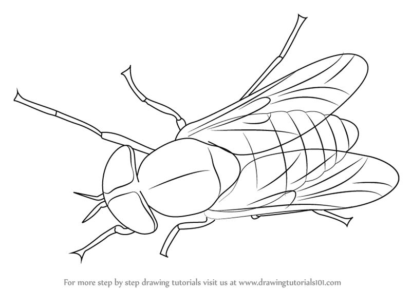 800x563 learn how to draw a horse fly - Fly Drawing
