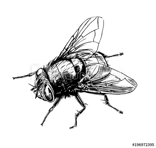 500x474 realistic tsetse fly, graphic drawing - Fly Drawing