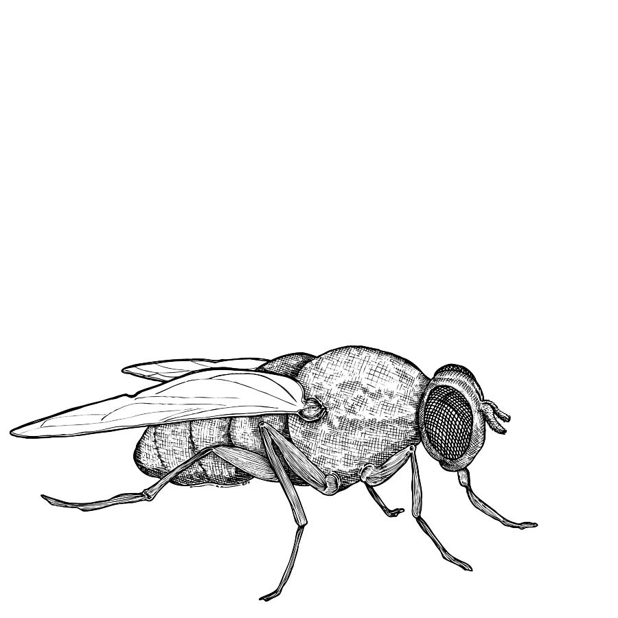 900x900 fly drawing - Fly Drawing