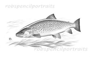 300x191 sea trout fly fishing drawing game art drawing print gift - Fly Fisherman Drawing