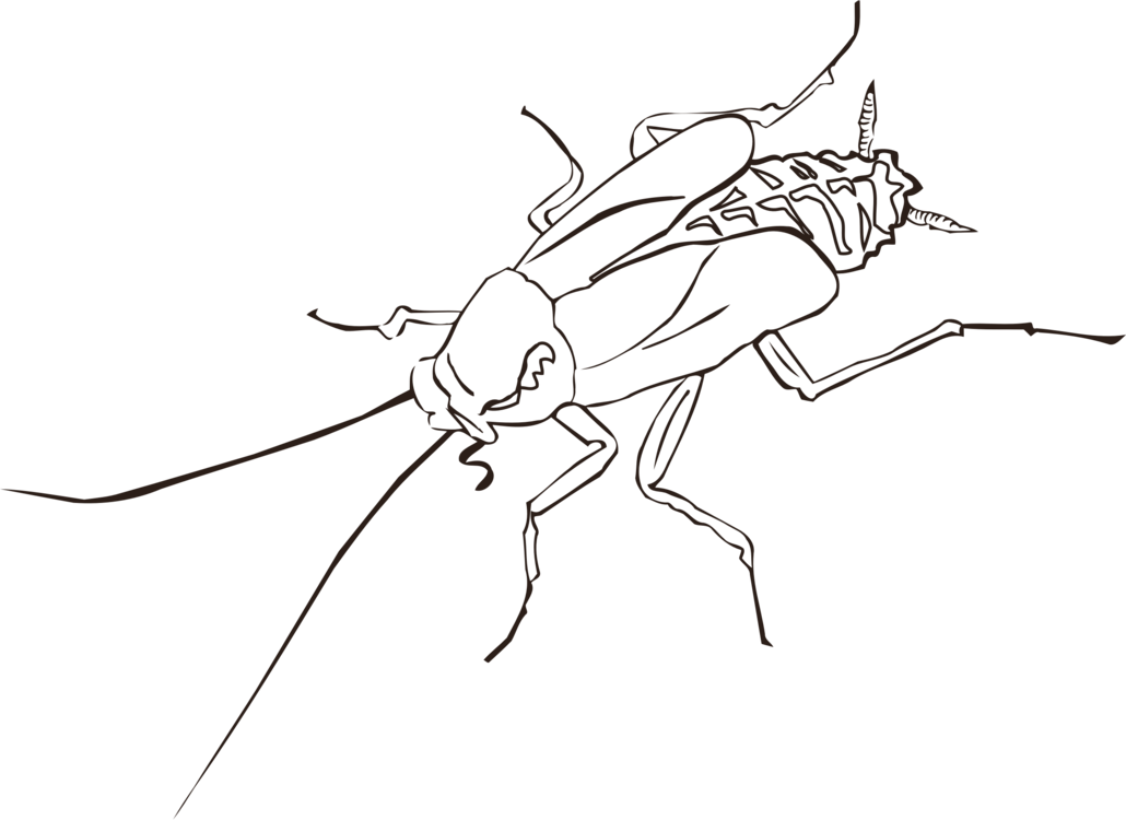 1030x750 cockroach drawing insect wing pest cc0 - Fly Line Drawing