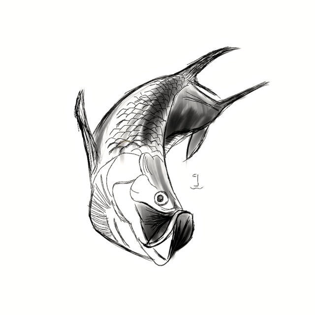 640x640 Fly Fishing Art The Limp Cobra - Fly Line Drawing