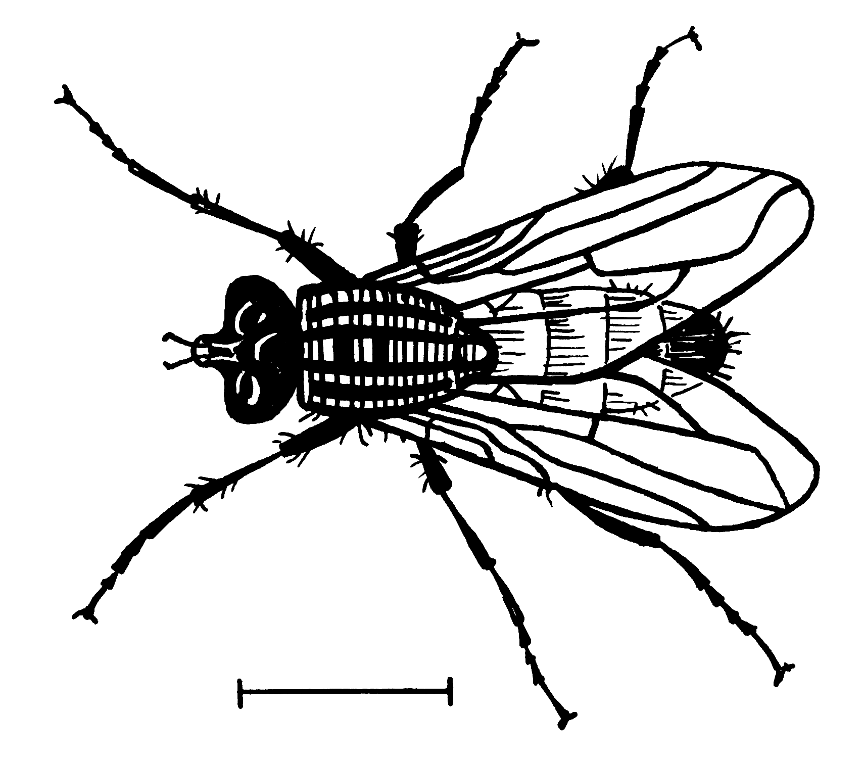 1708x1516 drawing flies line for free download - Fly Line Drawing