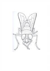 177x250 Green Bottle Fly Line Drawing - Fly Line Drawing