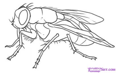 407x256 Step How To Draw A Fly - Fly Line Drawing