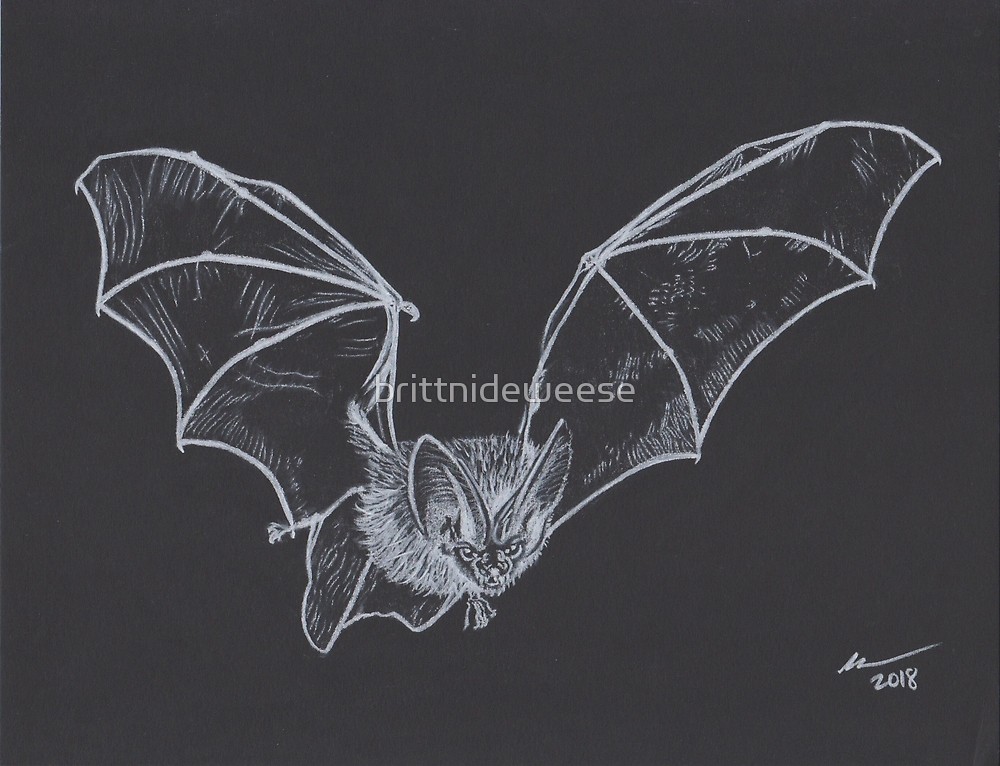 Flying Bat Drawing at Explore collection of Flying