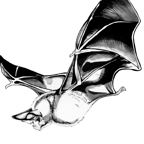 550x550 Flying Bat Drawing - Flying Bat Drawing