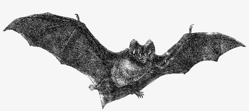 820x365 flying bats png - Flying Bat Drawing