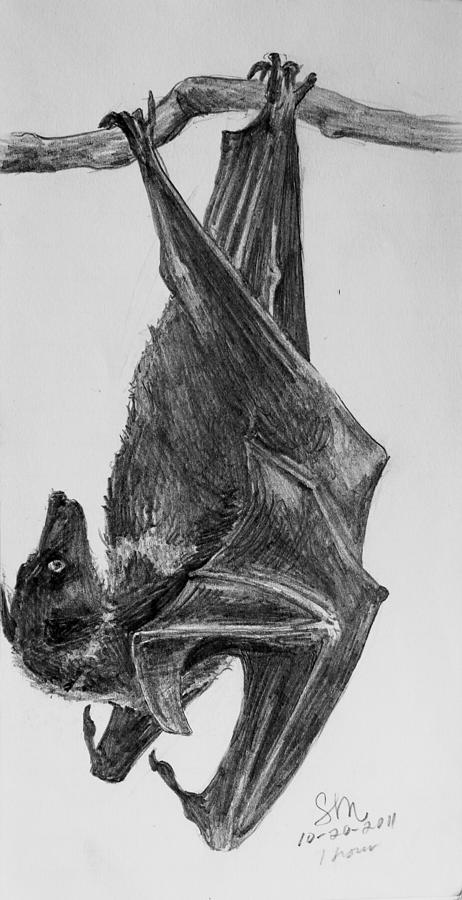 Flying Bat Drawing at PaintingValley.com | Explore collection of Flying ...