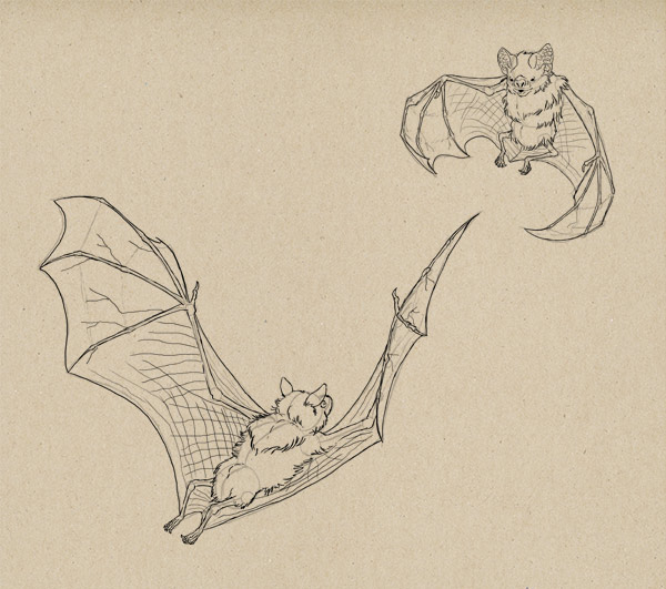 600x531 how to draw animals bats - Flying Bat Drawing