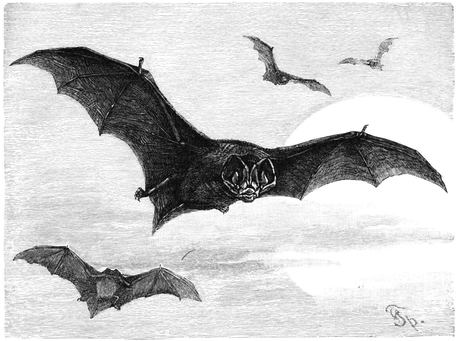1580x1176 Vintage Drawing Bat For Free Download - Flying Bat Drawing