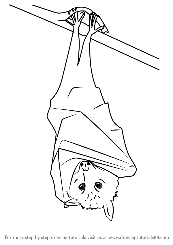 600x846 Learn How To Draw A Black Flying Fox - Flying Bat Drawing