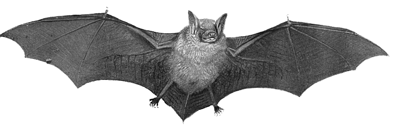800x259 Drawing Bat Flying Fox Huge Freebie! Download For Powerpoint - Flying Bat Drawing