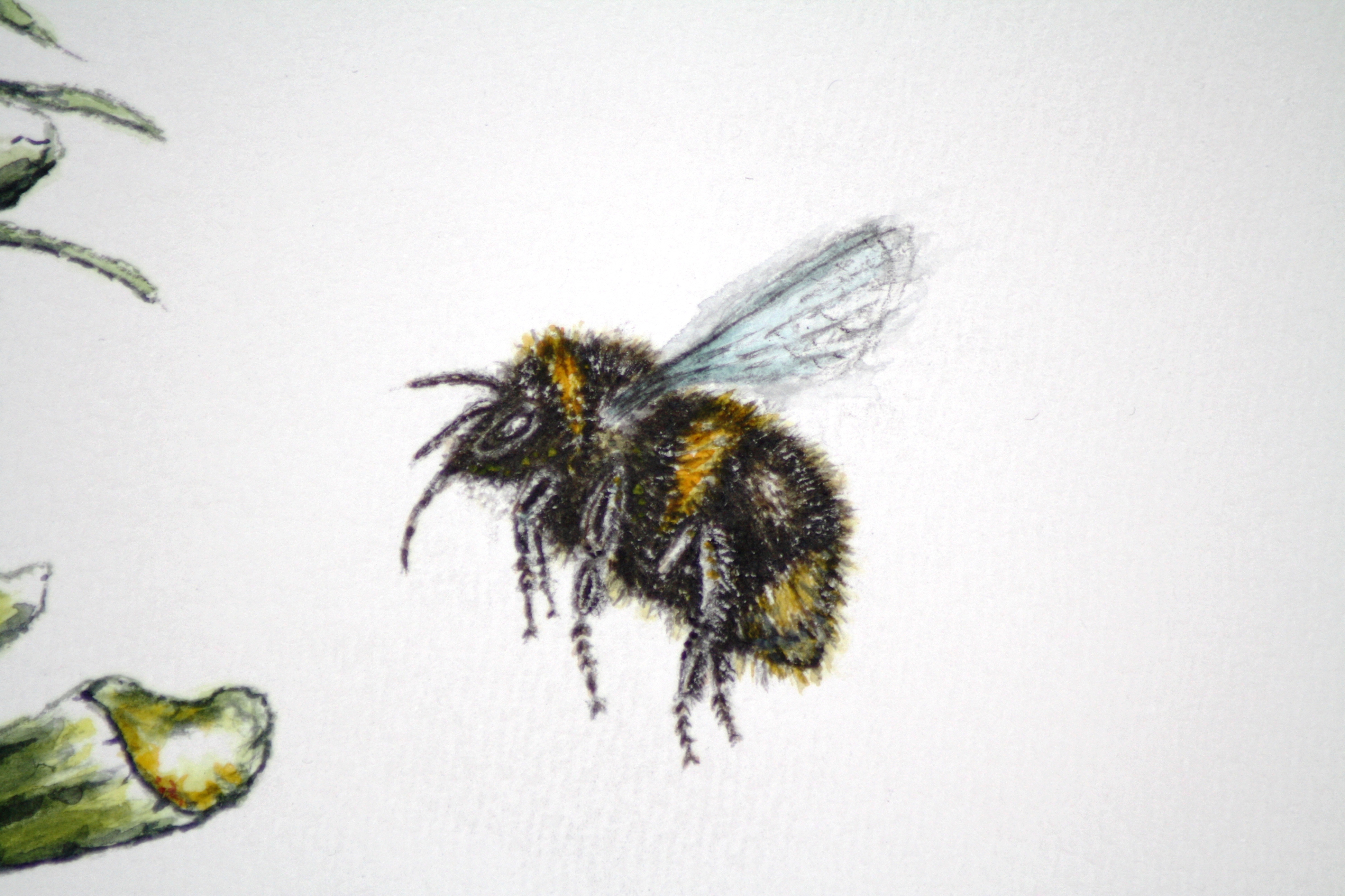 3888x2592 Bumble Bee Flying Drawing - Flying Bee Drawing