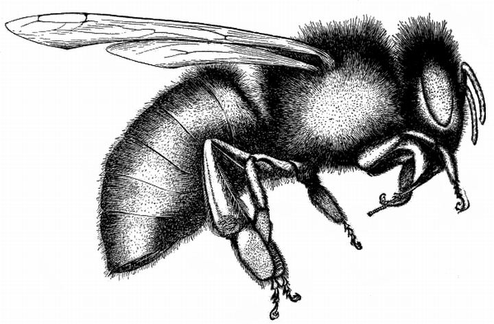 720x473 Honey Bee Drawing Free Vintage Art - Flying Bee Drawing