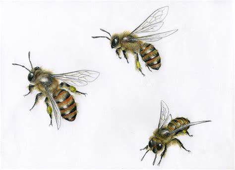 474x344 Honey Bee Flying Drawing Gtgt - Flying Bee Drawing