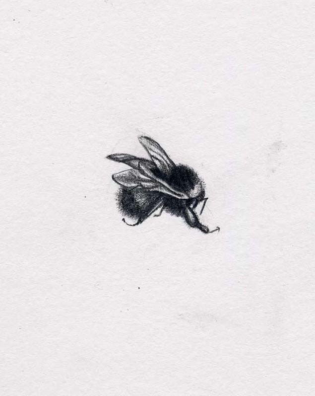 635x797 Honey Bee Flying Drawing - Flying Bee Drawing