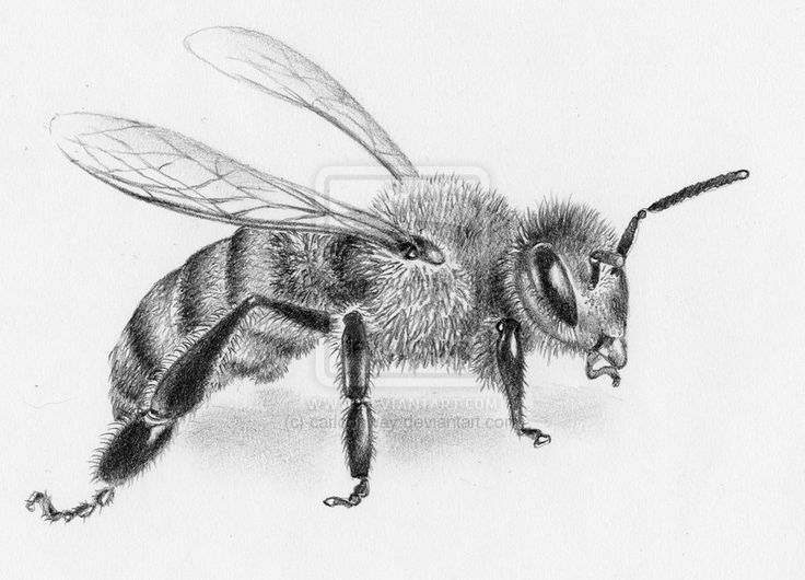 736x530 fly drawing tonal for free download - Flying Bee Drawing