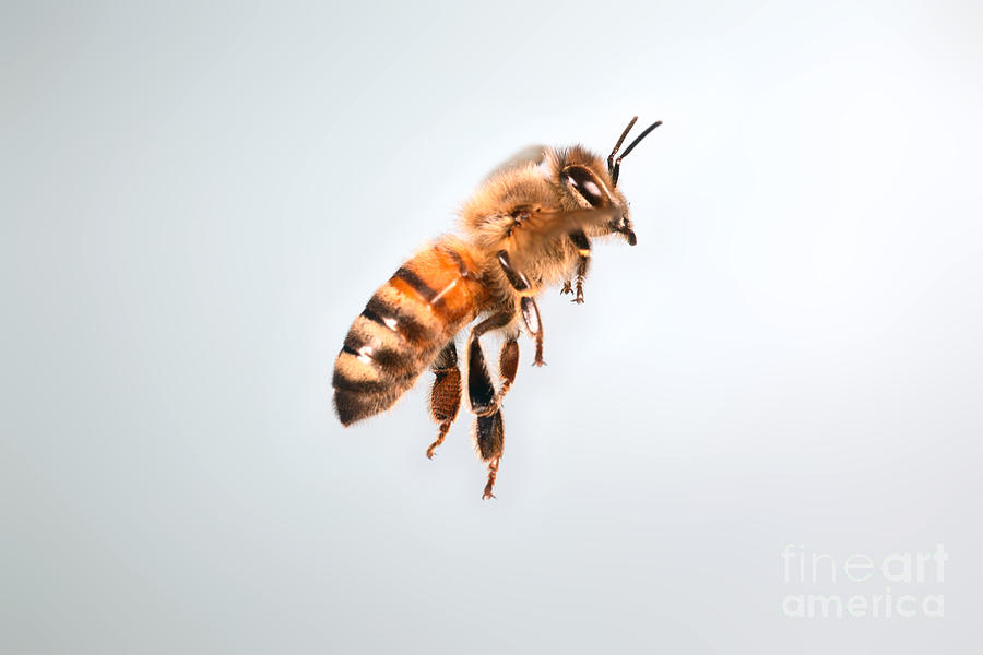 900x600 Honey Bee In Flight Photograph - Flying Bee Drawing