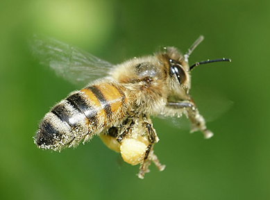 389x288 how honeybees fly muscles, wings, and stomach crunches - Flying Bee Drawing