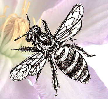370x339 How To Draw A Honey Bee - Flying Bee Drawing