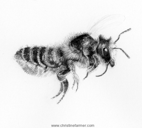 Flying Bee Drawing at PaintingValley.com | Explore collection of Flying ...